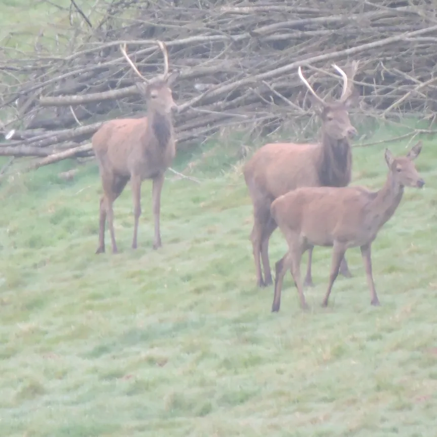 Red deer in a field 