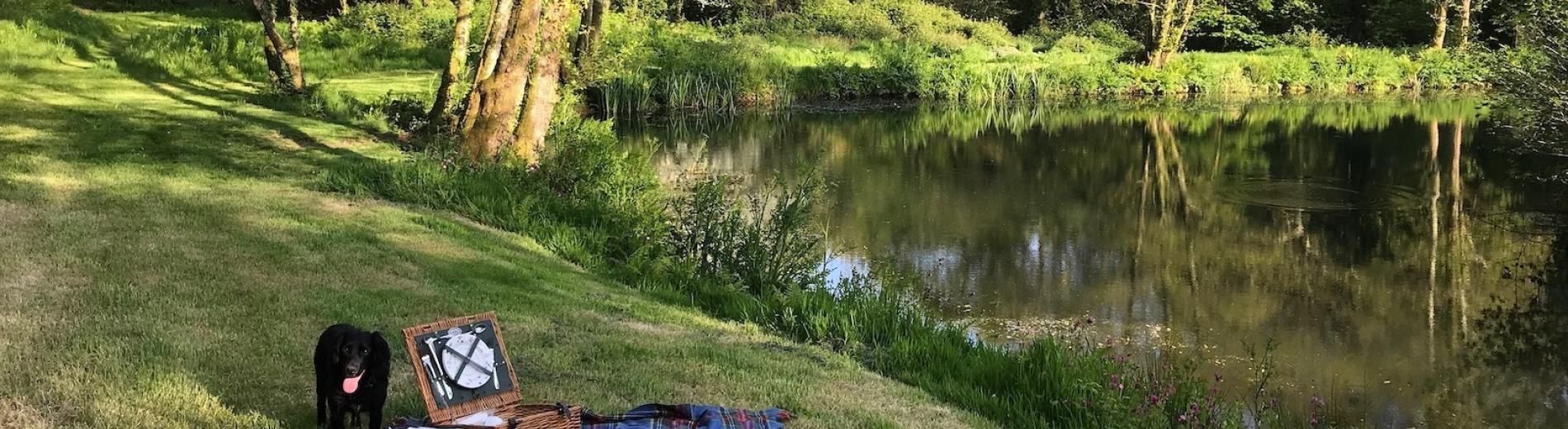 dog by the pond on a picnic blanket at Spreacombe