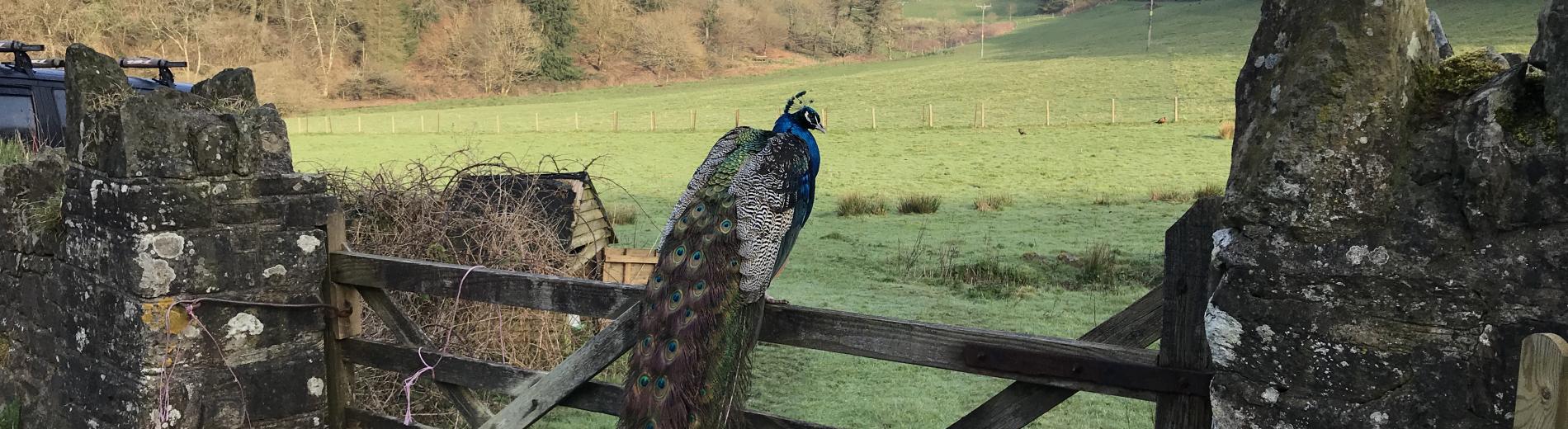 Peacock siting on a fam gate overlooking the peaceful valley