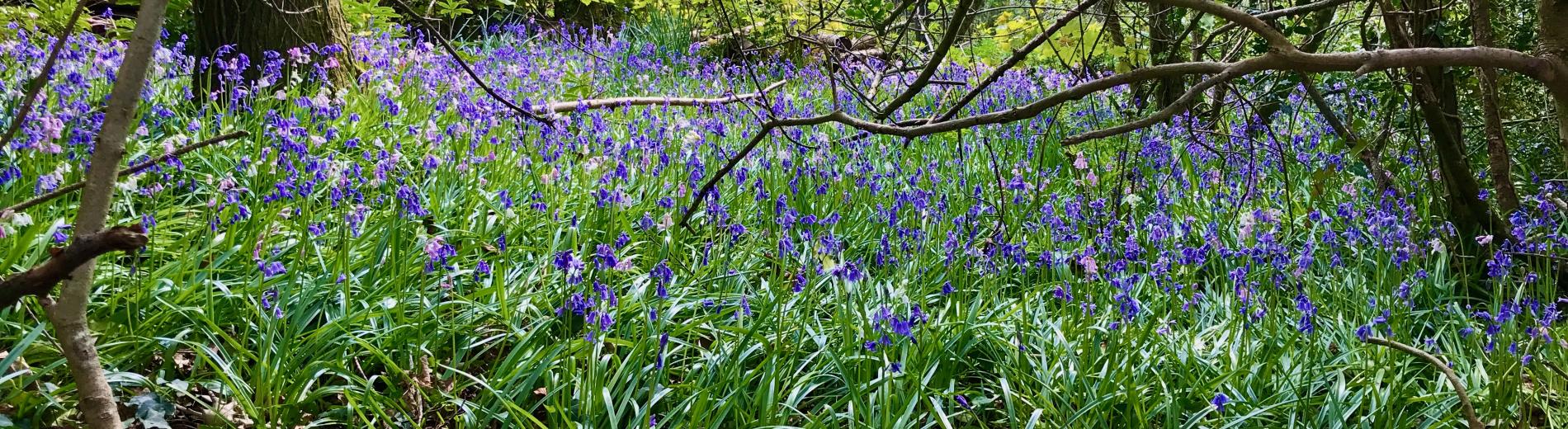 Bluebells in the wood at Spreacombe