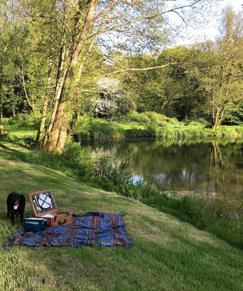 dog on a picnic blanket at Spreacombe