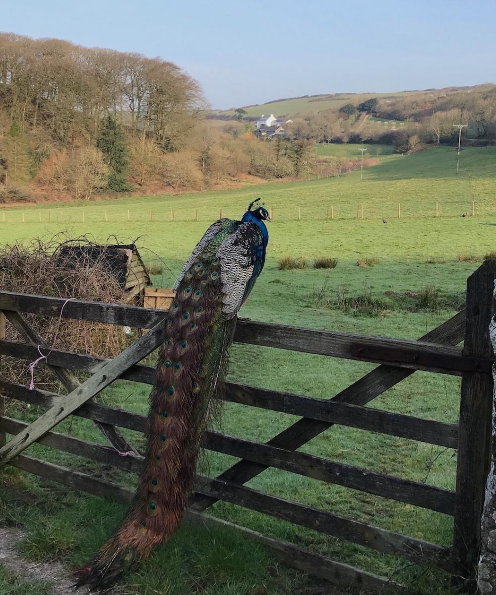 View of the peaceful valley with a peacock on a field gate