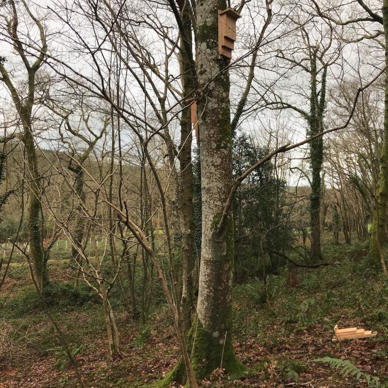 conservation project, bat boxes on a tree at Spreacombe