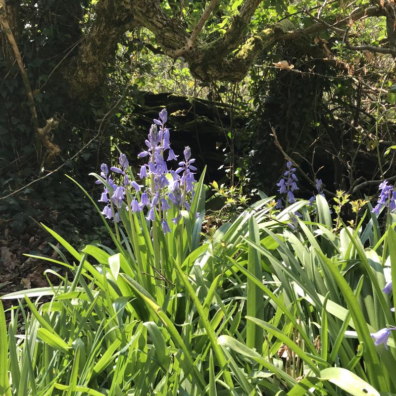 bluebells in the sun , near Woolacombe