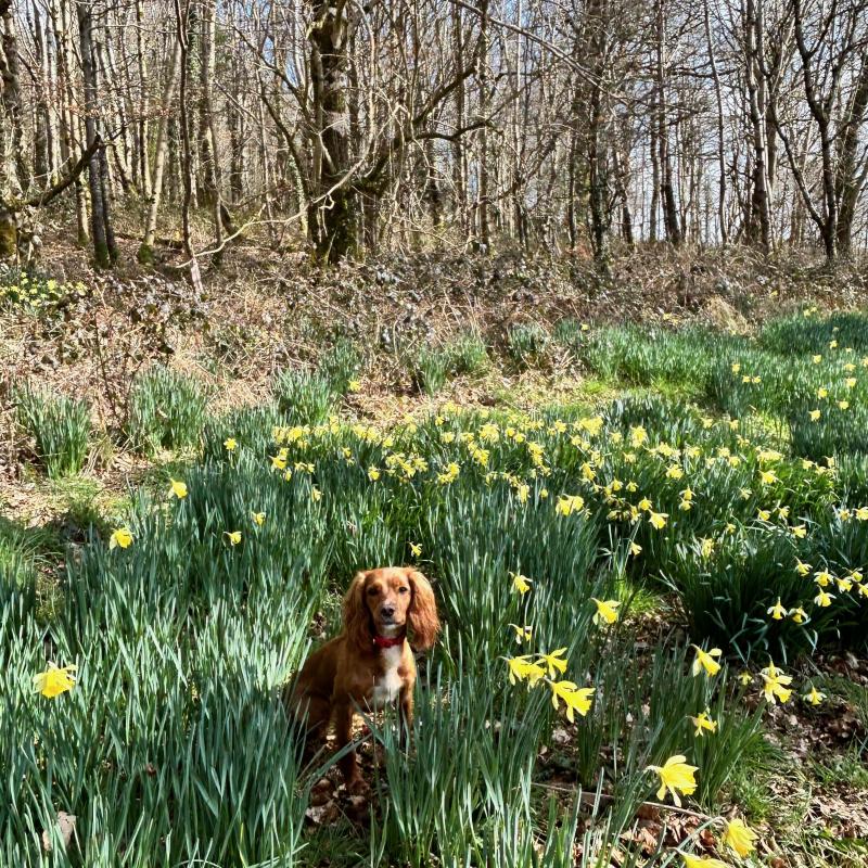 Small dog sitting amongst Daffodils.