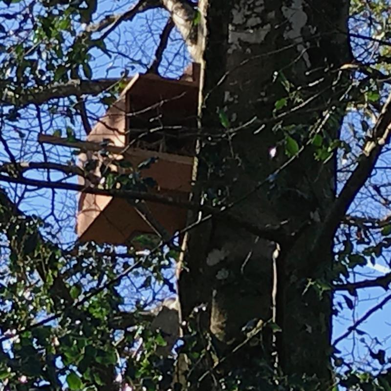 kestrel box mounted at Spreacombe