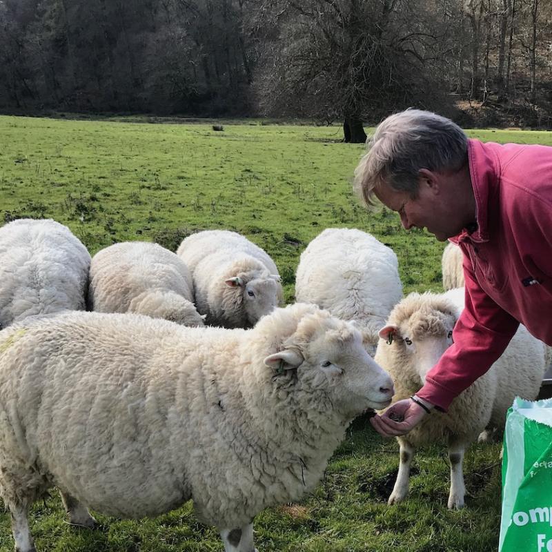 Hand feeding a sheep in the field near to Woolacombe