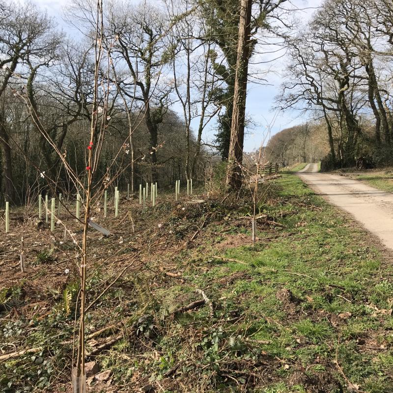 Newly planted trees, including flowering cherries, on the Spreacombe Estate
