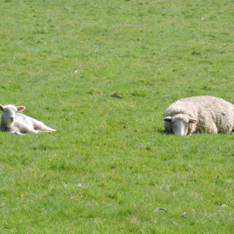 Sheep relaxing in the countryside at Spreacombe