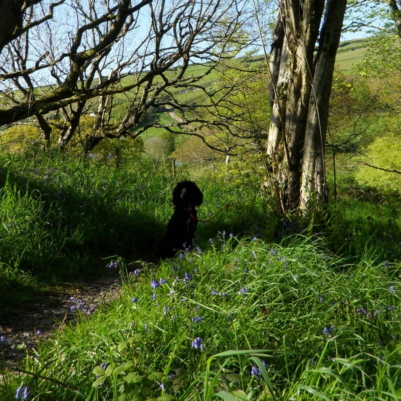 Back dog in bluebell wood. RSPB Chapel Wood, Spreacombe, North Devon