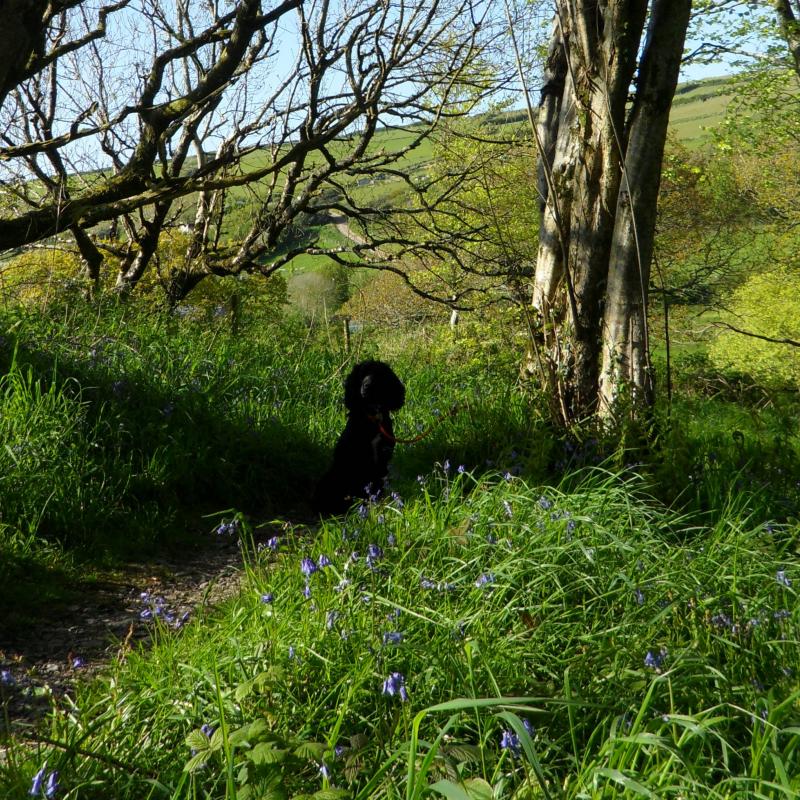 Dog walking in RSPB Chapel Wood , we have an entrance from our farm Back dog in bluebell wood. RSPB Chapel Wood, Spreacombe, North Devon