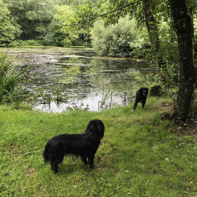 Two spaniels by the pond at Spreacombe Gardens self catering 