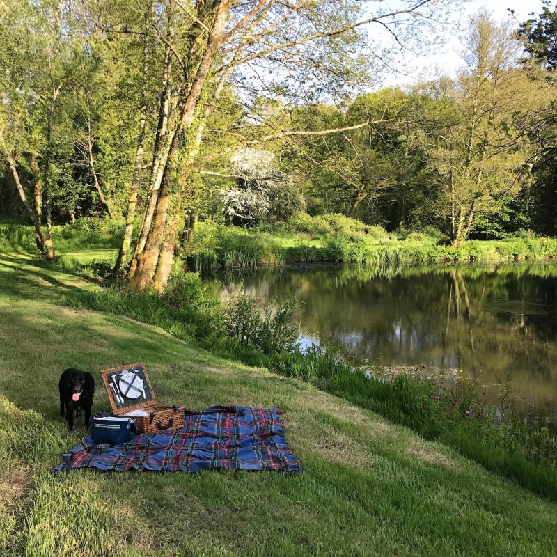 Dog friendly picnic, North Devon