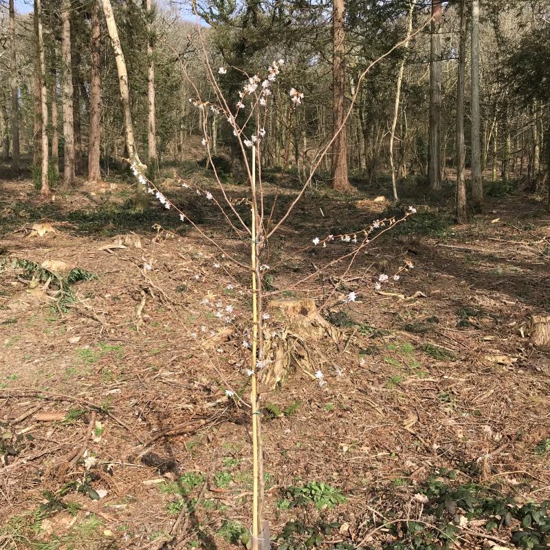 Flowering cherry tree recently planted 