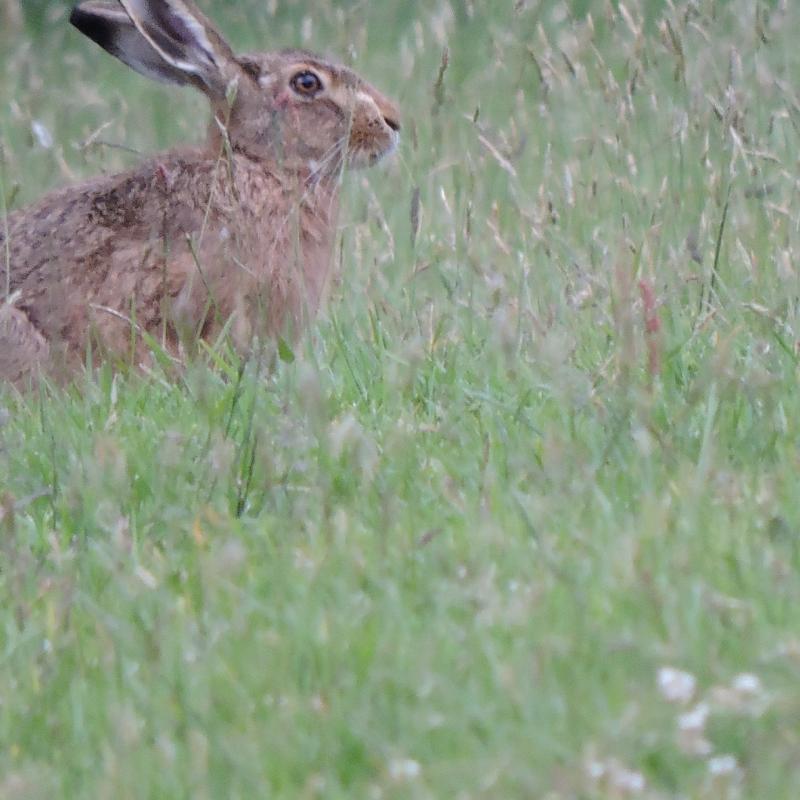 Hare in the field near to the woods at Spreacombe Hare in the field at Spreacombe