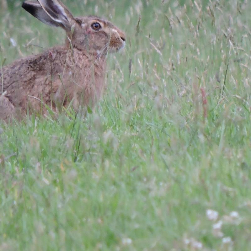 Hare in the field at Spreacombe