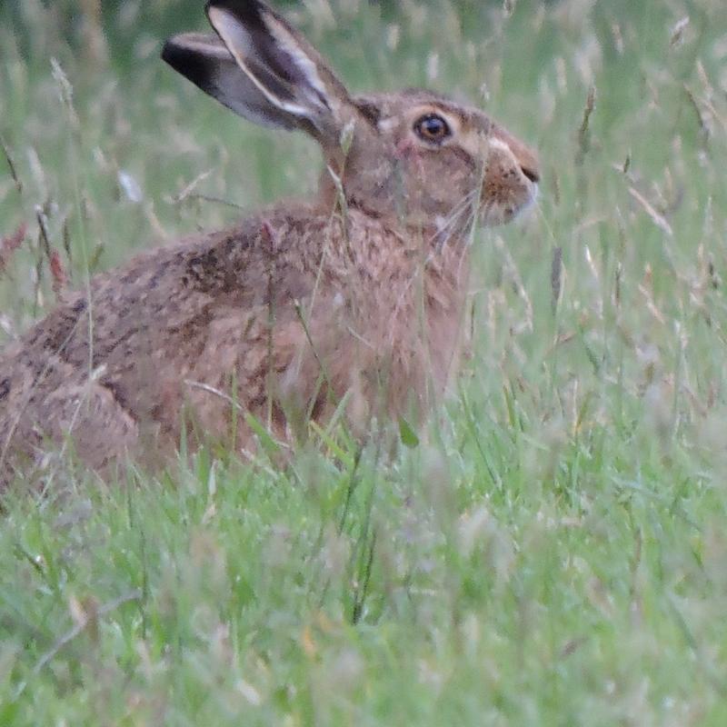 The hare sitting quietly in the field