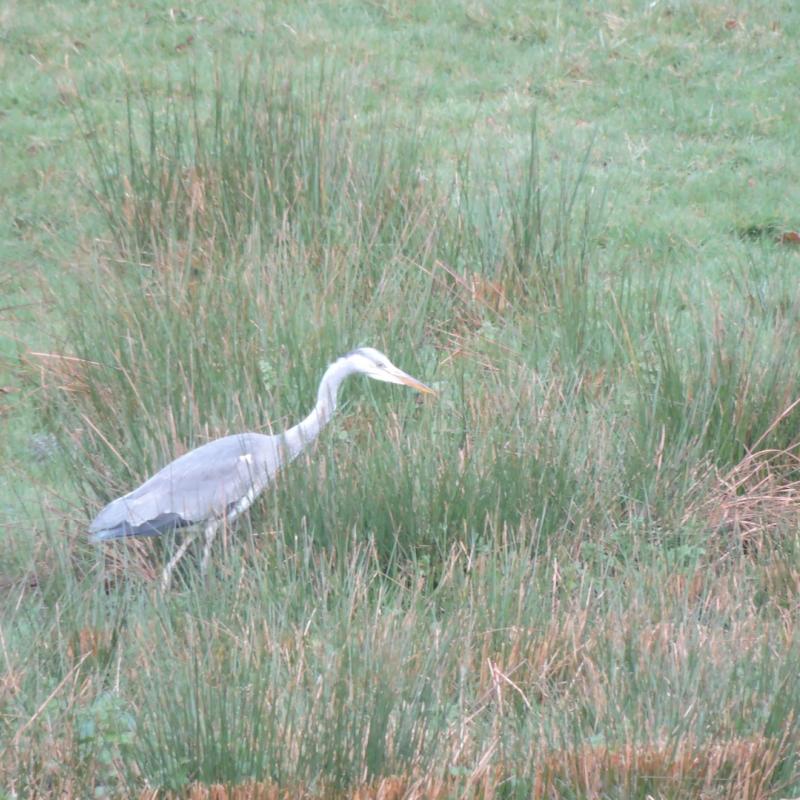 Heron Spreacombe