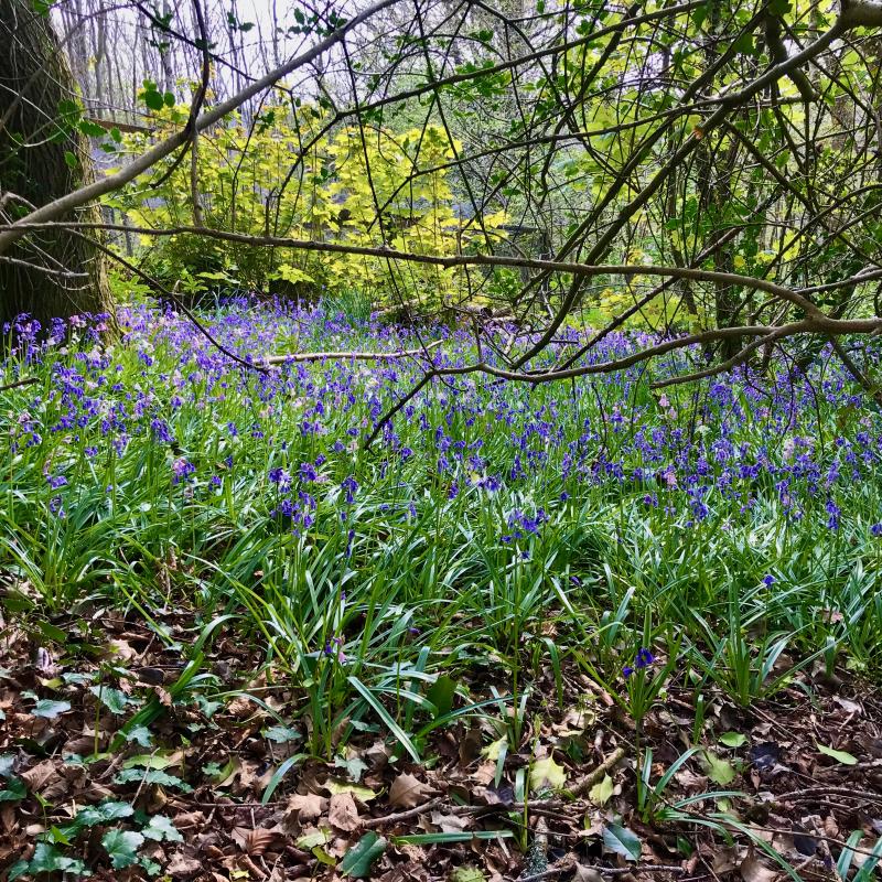 Bluebelss in our wood