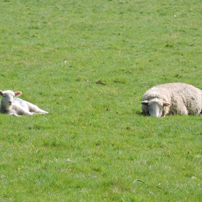 Sheep and lamb quietly relaxing in the field