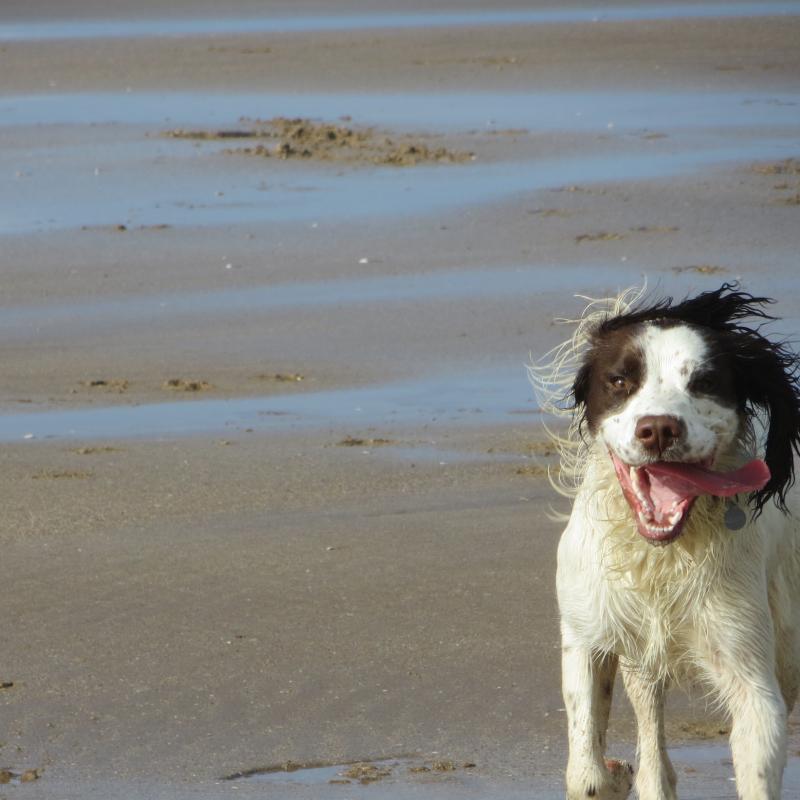Olly the dog loves long walks when he comes to stay at our self catering cottages. The beaches of Woolacombe and Saunton both have huge expanses of sand that he loves to run over.