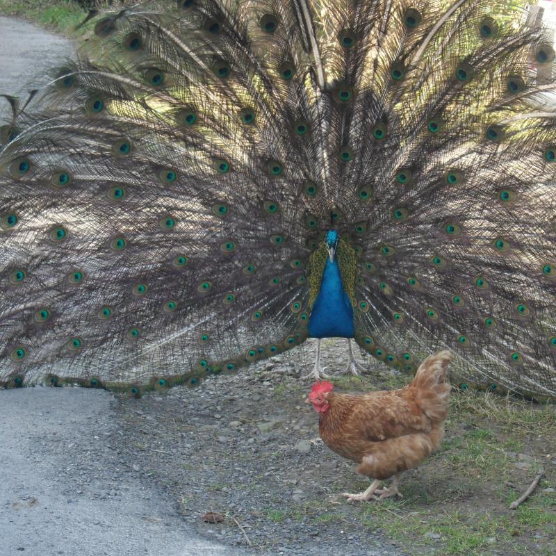 Peacock displaying to hen