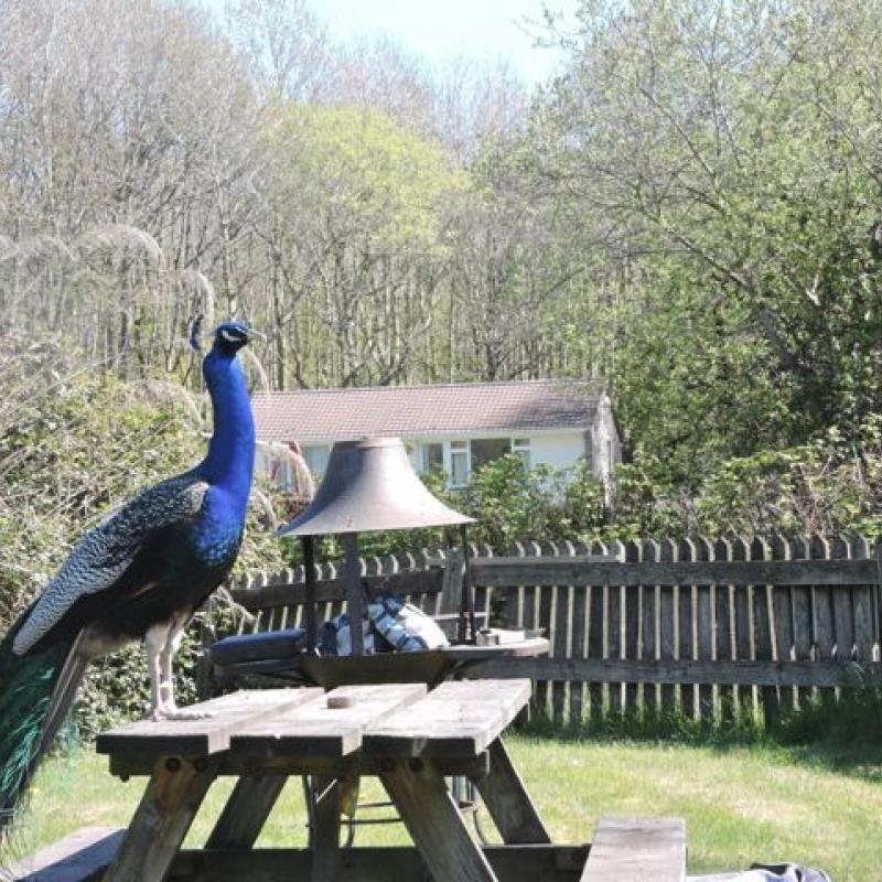 Peacock, wldlife at Spreacombe, North Devon