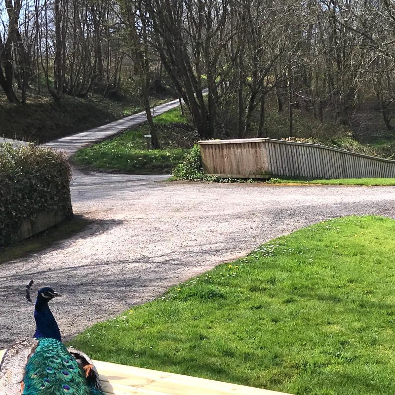 Our peacock sunbathing whilst looking for guests