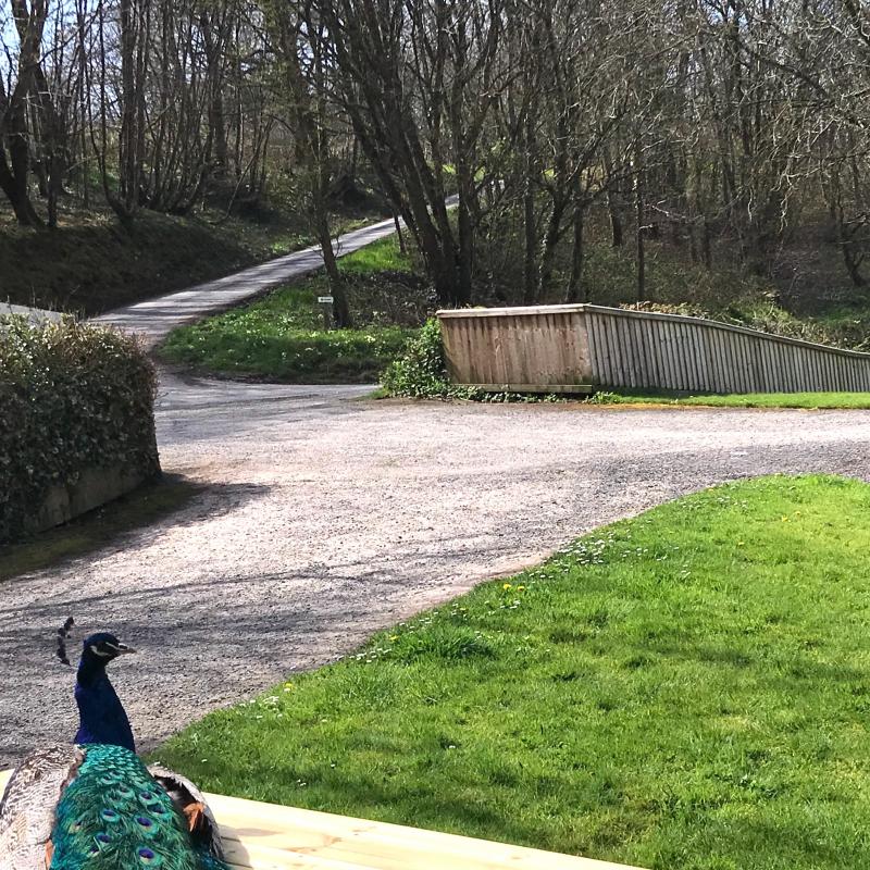 Our peacock sunbathing whilst looking for guests Our peacock sunbathing whilst looking for guests