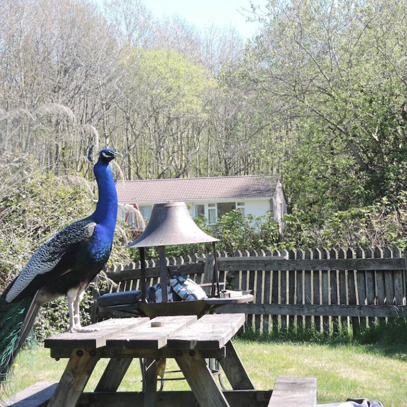 Peacock standing on a picnic table with Azalea in the background