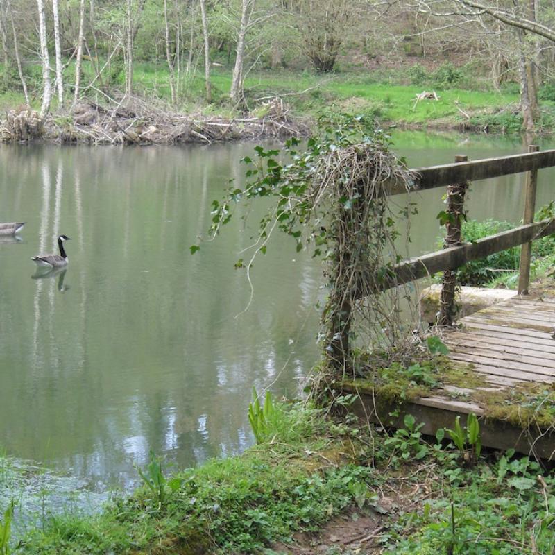 Pond, bridge and geese at Spreacombe