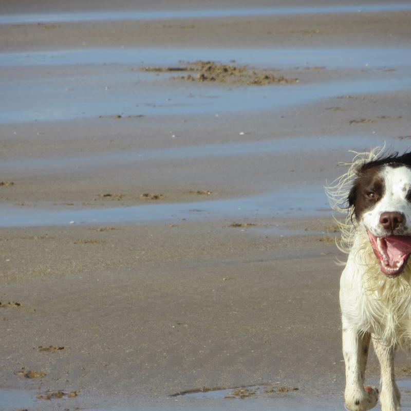 Spaniel running back to its owner on the dog friendly Woolacombe Beach