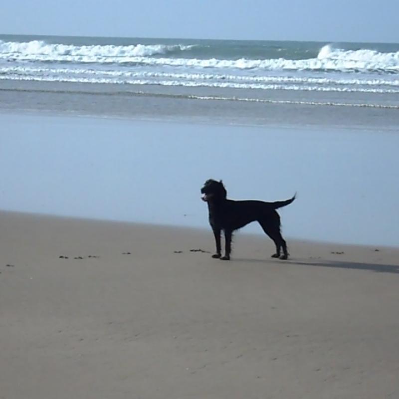 Black cocker spaniel standing on the off lead, dog friendly part of Wookacombe beach