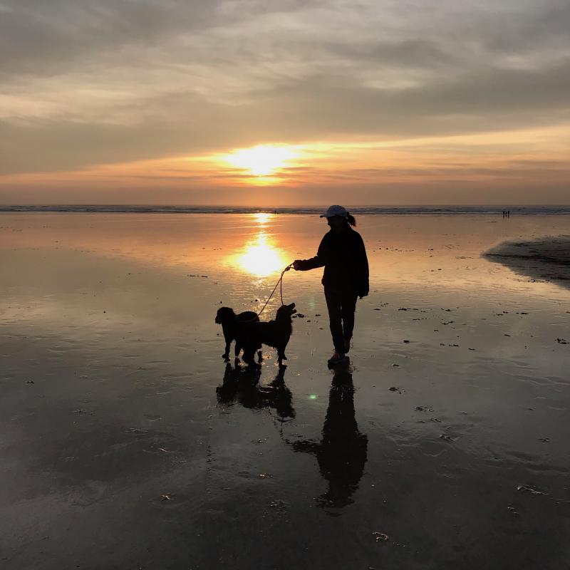 Dogs on lead at Saunton Sands, Sunset