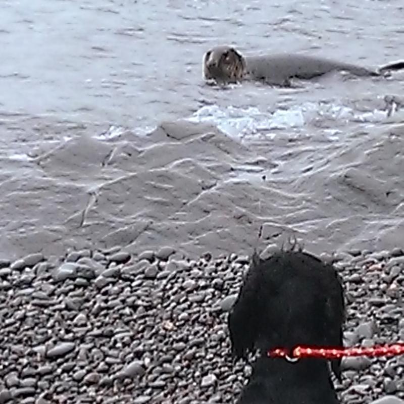 Wild seal meets dog at Heddons Mouth