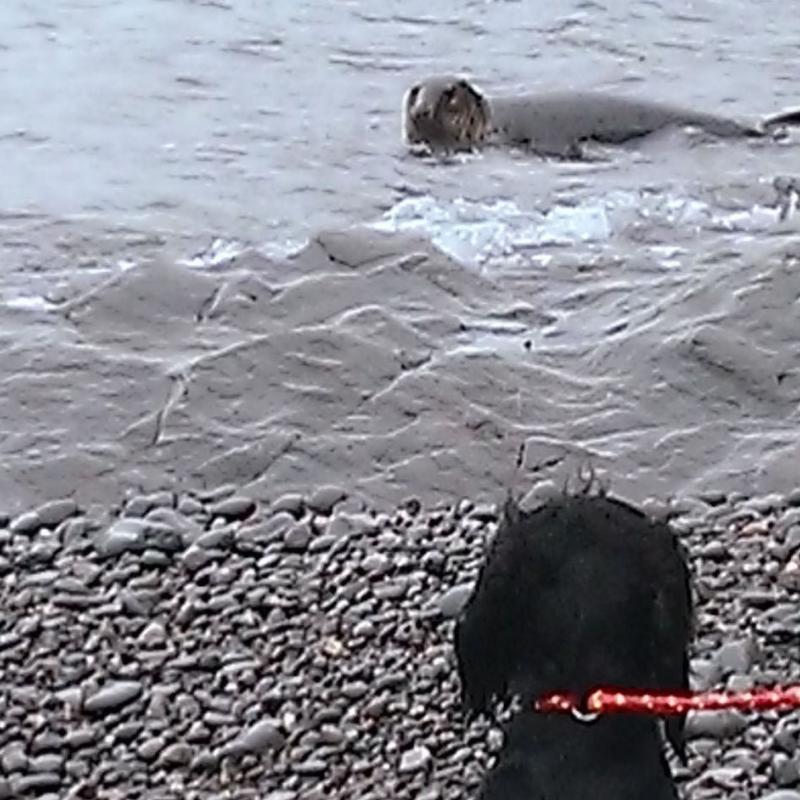 Seal meets dog at Heddon's Mouth, Exmoor. 