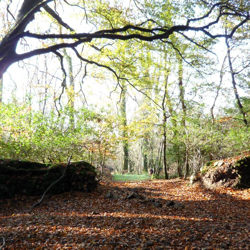 Autumnal woodland walk at Spreacombe