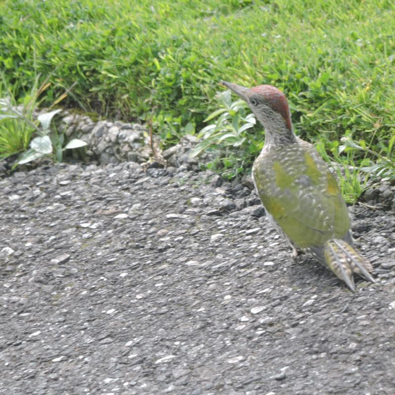 Green Woodpecker